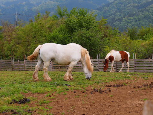 [写真]やたら脚が太い馬たち。農耕馬?