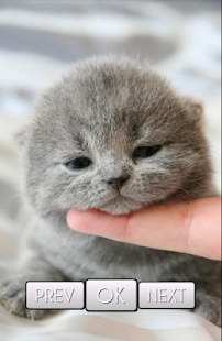 Cute Cat Wallpaper HD Screenshots 5