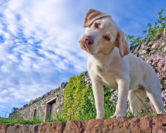 [dogs_088%255B2%255D.jpg]