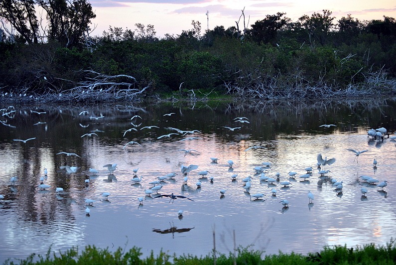 [05---birds-leave-tree-perches-and-be%255B1%255D.jpg]