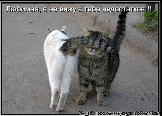 [91764967_kotomatritsa_h%255B2%255D.jpg]