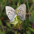 Northern Blue Butterflies Mating