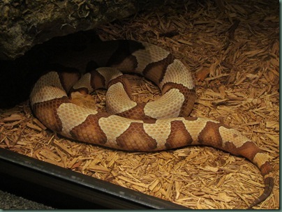 copper head snake