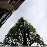 eckige Bäume, die sind verückt