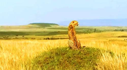 tumblr_mqiefirZlk1rflk6co1_500.gif