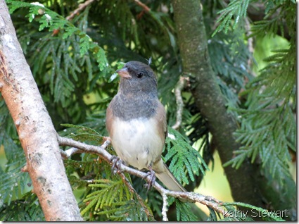 Dark-eyed Junco