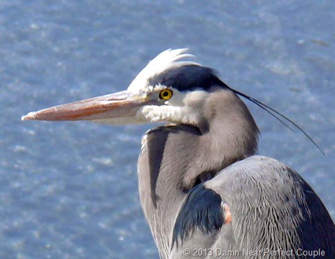 Port Townsend Blue Heron Closeup 2