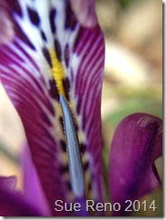 Dwarf bulbous iris, photo by Sue Reno