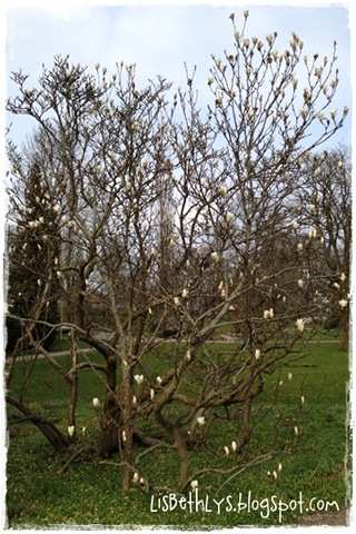 Borgvold's smukke, gamle Magnolia2