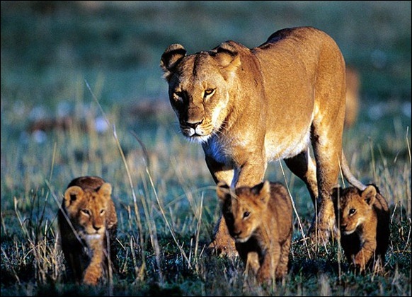 singa betina menjaga anak