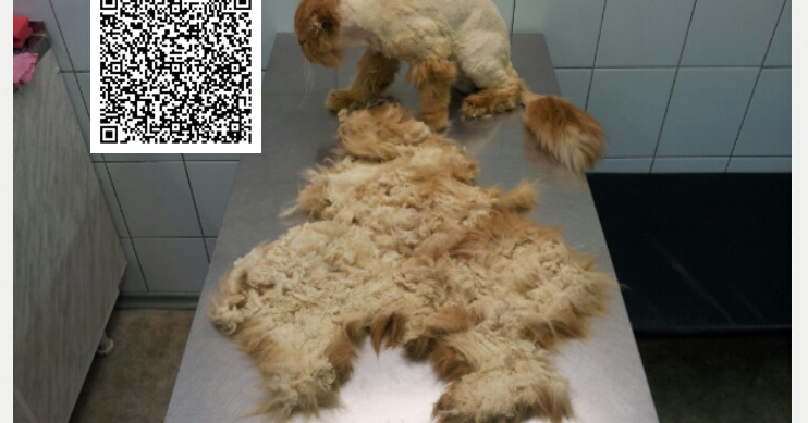 Алопеция у шпица после стрижки. Померанский шпиц алопеция. Алопеция у собак шпиц. Померанский шпиц линяет. Померанский шпиц шерсть.