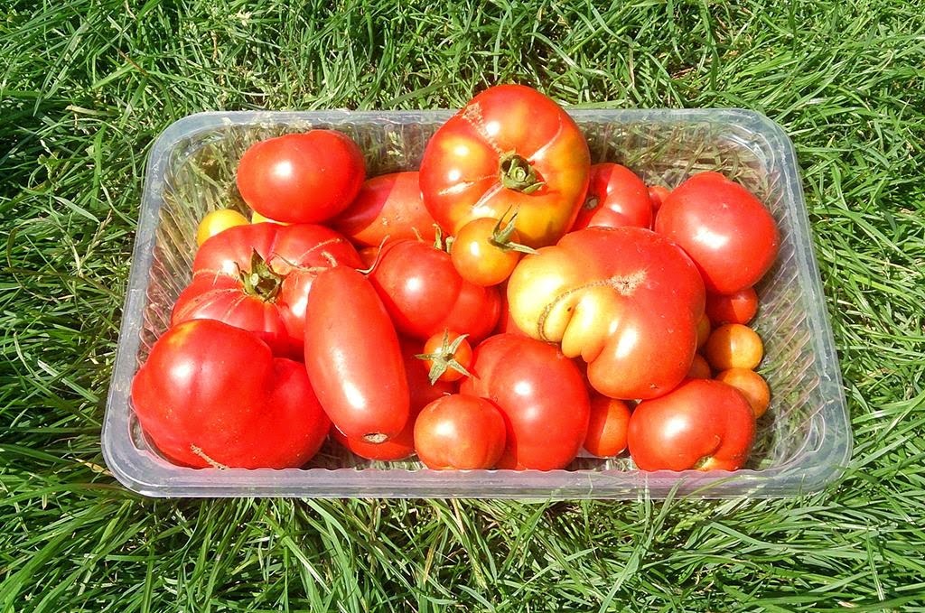 [DSC_2230_re%255B2%255D.jpg]