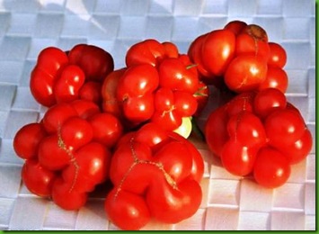 Tomato Reisetomate