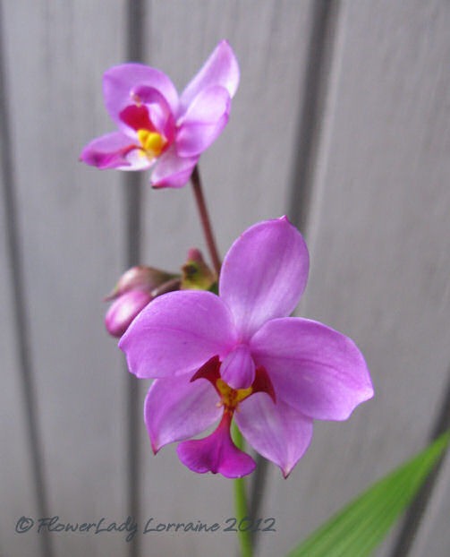 [12-21-ground-orchids2%255B5%255D.jpg]
