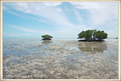 trees of Starfish Island