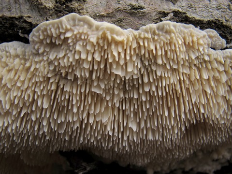 Irpex lacteus tooth closeup