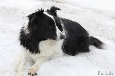 Chance laying in a snowbank