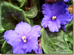 African violets 2