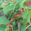 female northern cardinal