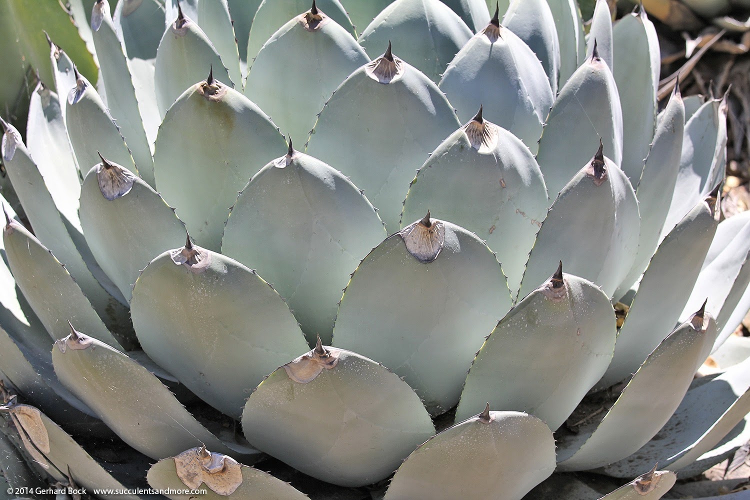 [Agave_parryi_spines%255B2%255D.jpg]