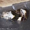 Pale Shoulder Moth