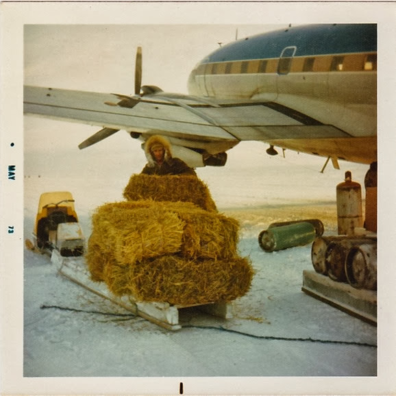 Unloaded hay for goats_1973