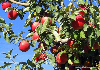 Apples ready to harvest