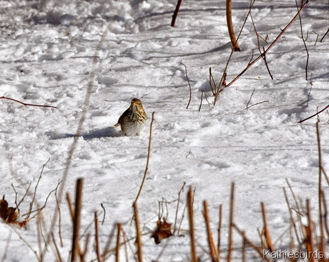 7. searching for food in the snow-kab