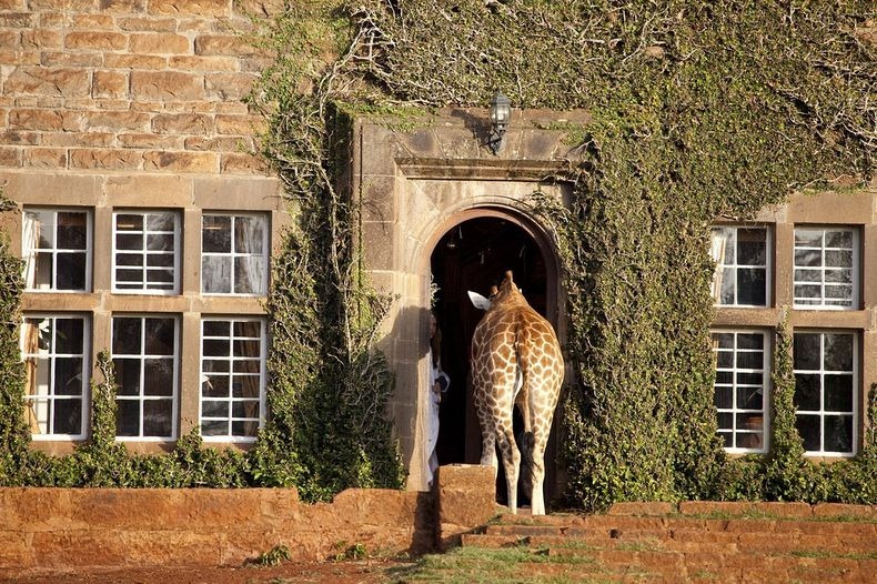giraffe-manor-2
