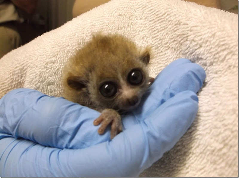 RARE TWIN PYGMY SLOW LORIS BIRTH
These two primates are double trouble – the mega-rare creatures are TWINS.
Experts at The El Paso Zoo managed to safely breed a pair of pygmy slow loris to boost the primitive species' threatened population.
Both cute critters born to Zoo residents Steven Tyler and Kym Ly have not yet been named, but have been identified as one female and one male weighed in at 27 grams - equivalent to approximately two tablespoons of white sugar.
The births are part of a breeding recommendation from the Association of Zoos and Aquariums (AZA) Species Survival Plan (SSP) to aid in the species’ conservation. Pygmy slow lorises are currently listed as “vulnerable” in the IUCN Red List of Threatened Species.
Collections Supervisor Griselda Martinez said: "We are excited about our first birth of pygmy slow lorises at the Zoo, especially because they are twins. It’s evident that through our staff’s hard work and dedication, this has been a successful birth.”

Featuring: El Paso Zoo Veterinarian Victoria Milne holds male pygmy slow loris during well baby exam on May 9.
Where: El Paso, Texas, United States
When: 11 Jun 2013
Credit: WENN.com

**This is a PR photo. WENN does not claim any ownership including but not limited to Copyright or License in the attached material. Fees charged by WENN are for WENN's services only, and do not, nor are they intended to, convey to the user any ownership of Copyright or License in the material. By publishing this material you expressly agree to indemnify and to hold WENN and its directors, shareholders and employees harmless from any loss, claims, damages, demands, expenses (including legal fees), or any causes of action or  allegation against WENN arising out of or connected in any way with publication of the material. offline**