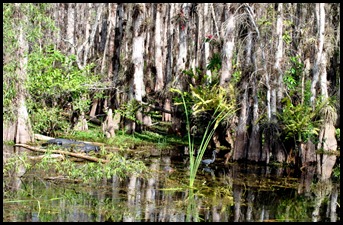 16c - Cypress Swamp and animals