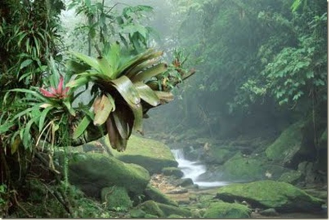 BromeliadsP_Bocaina_National_ParkM_Atlantic_RainforestW_Brazil