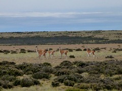 Guanacos in the pampa.