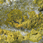Common Orange Lichen