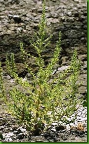 Chenopodium botrys