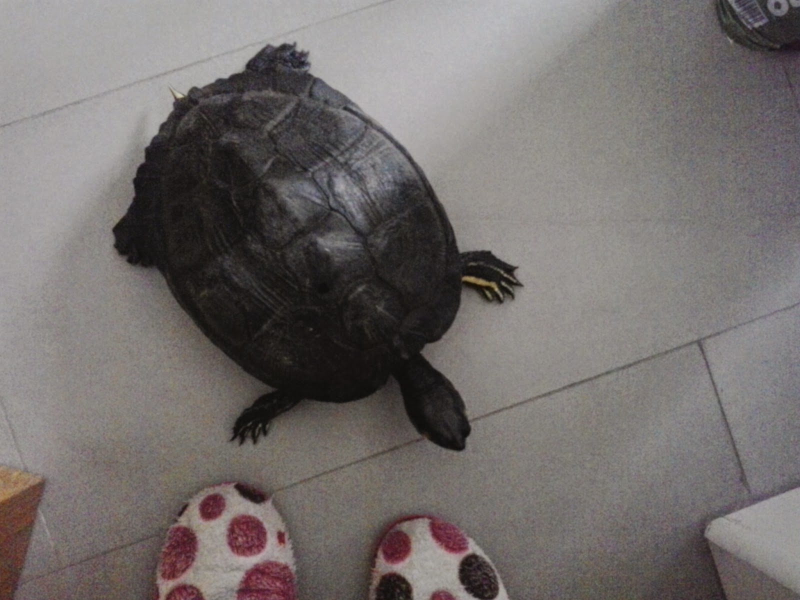 Mi Tortuga Ha Puesto Un Huevo En El Agua