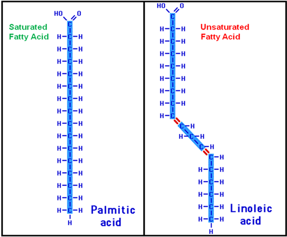 saturated and unsaturated lipids