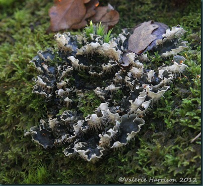 39-Peltigera hymenina lichen