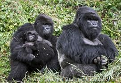 Which is the toughest mountain gorilla group to track in Rwanda, which gorilla group is the most popular to track, easiest gorilla family to track, how many hours does the gorilla tracking take in Rwanda? Susa, Kwitonda, Sabinyo, Umahoro? 
