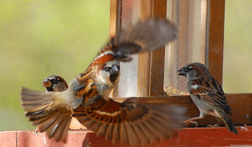 [DSC_1740%255B3%255D.jpg]