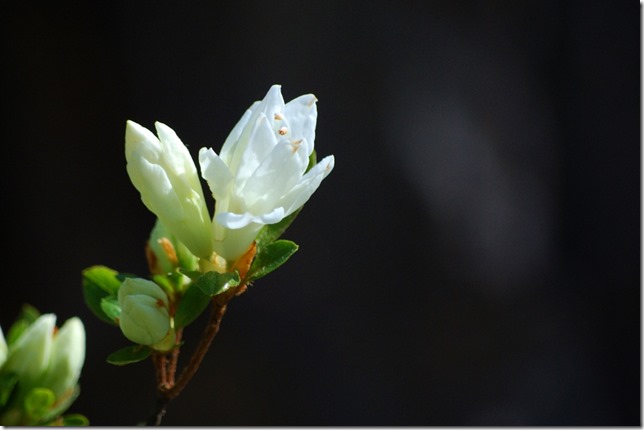azalea blossom