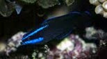 Biodiversité pseudochromis à bandes bleues