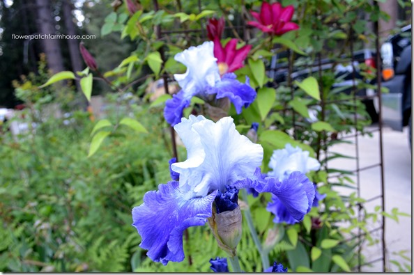 bi color iris