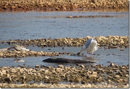 Glaucous-wing Gull eating Salmon