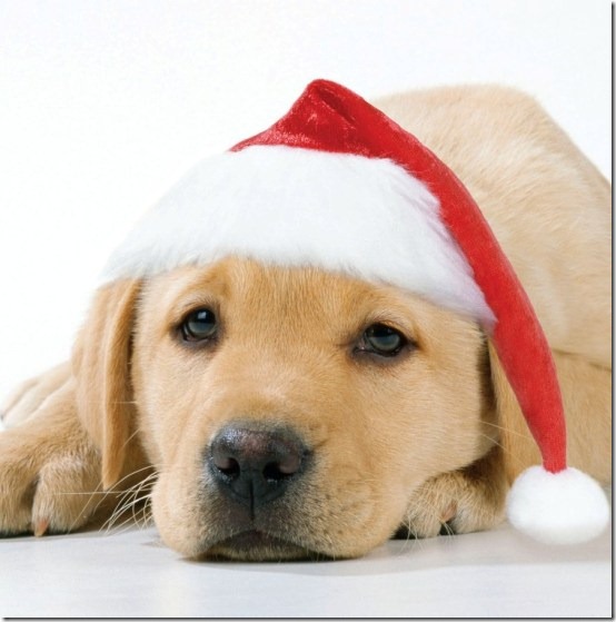 perro gorritos navidad (12)