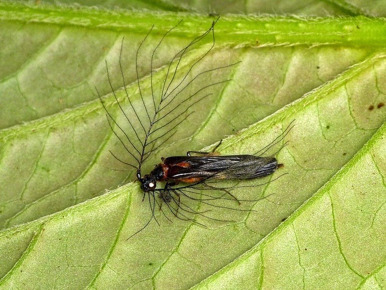 glowworm-beetle-7 glowworm-beetle-7