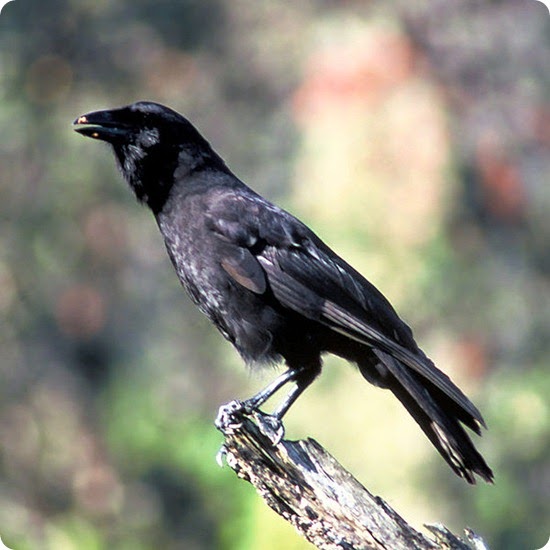 Corvus_hawaiiensis_FWS Corvus_hawaiiensis_FWS