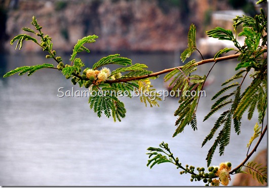 DSC_0109_Fotor DSC_0109_Fotor