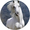 Image Google de roger monier