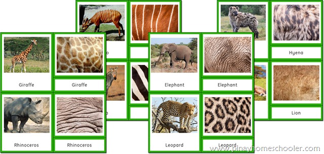 Africa Continent Animals and their Skin Patterns